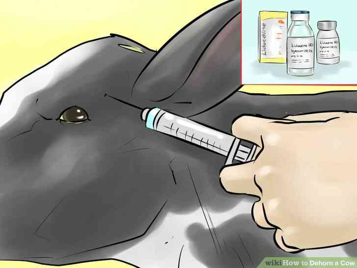 Image intitulée Écorner une Vache Étape 12